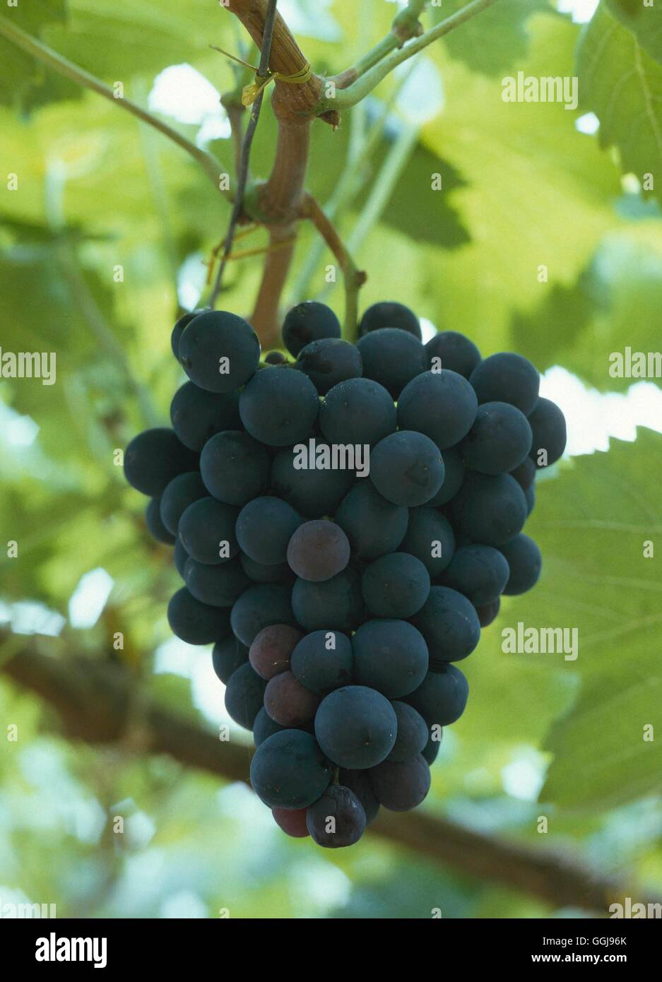 Grape - 'Schiava Grossa'- - (Syn `Black Hamburg')- (Greenhouse Var)   FRU009000     Photos Horticult Stock Photo